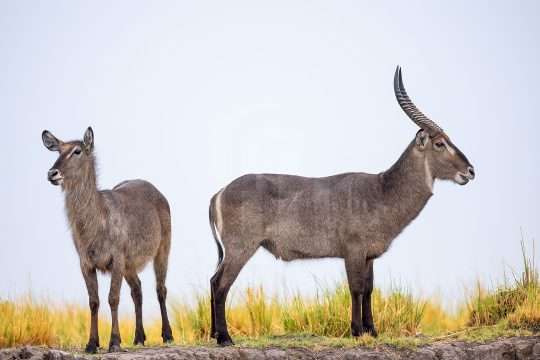 Waterbuck Bull and Cow