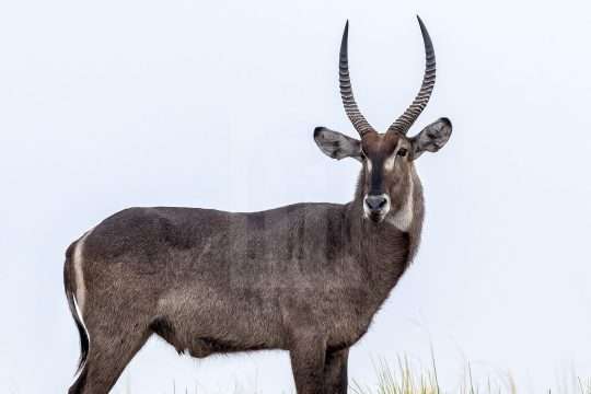 Waterbuck Bull Portrait