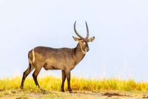 Waterbuck bull (Kobus ellipsiprymnus) stock image.