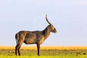 Waterbuck bull in early morning light in Chobe National Park.