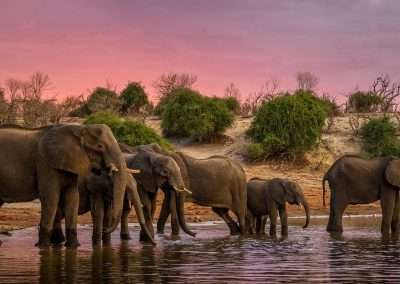 Best Places to Photograph Elephants in Botswana