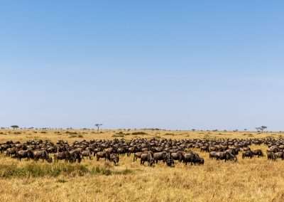 Kenya or Botswana for Photography Safaris