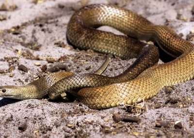 Snake Bite in Australia