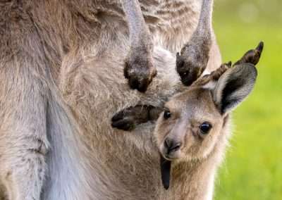Care for Injured & Orphaned Joeys