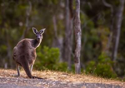Kangaroos