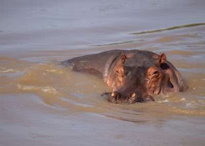 Emerald Season in South Luangwa with Kafunta Safaris