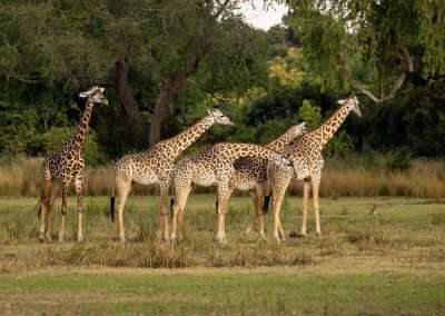 Three Rivers Camp, South Luangwa