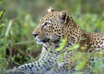 Kaingo, Camp of the Leopard
