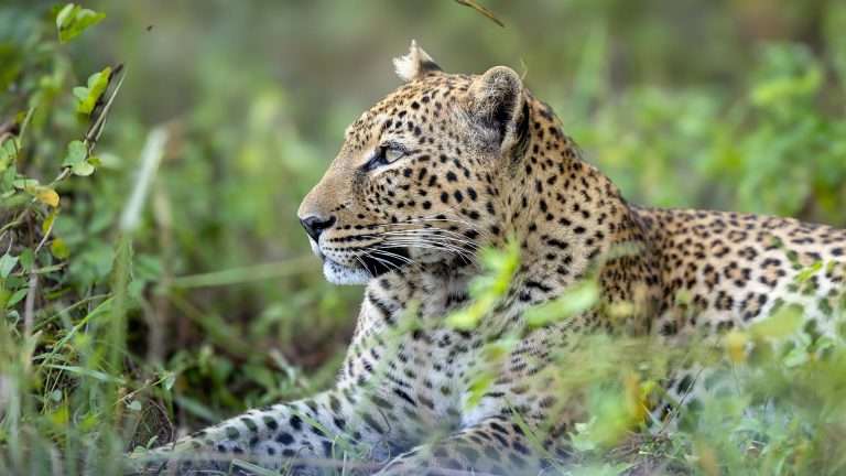 kaingo camp of the leopard2 1 768x432